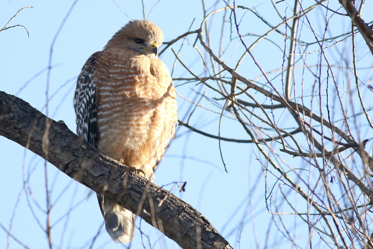 Red-shouldered Hawk - ML645886022