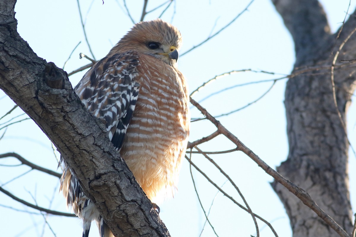 Red-shouldered Hawk - ML645886028