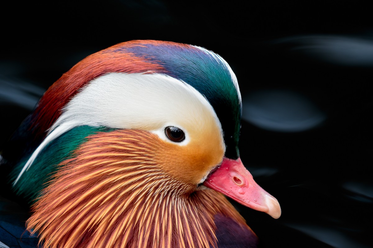 Mandarin Ördeği - ML645886031