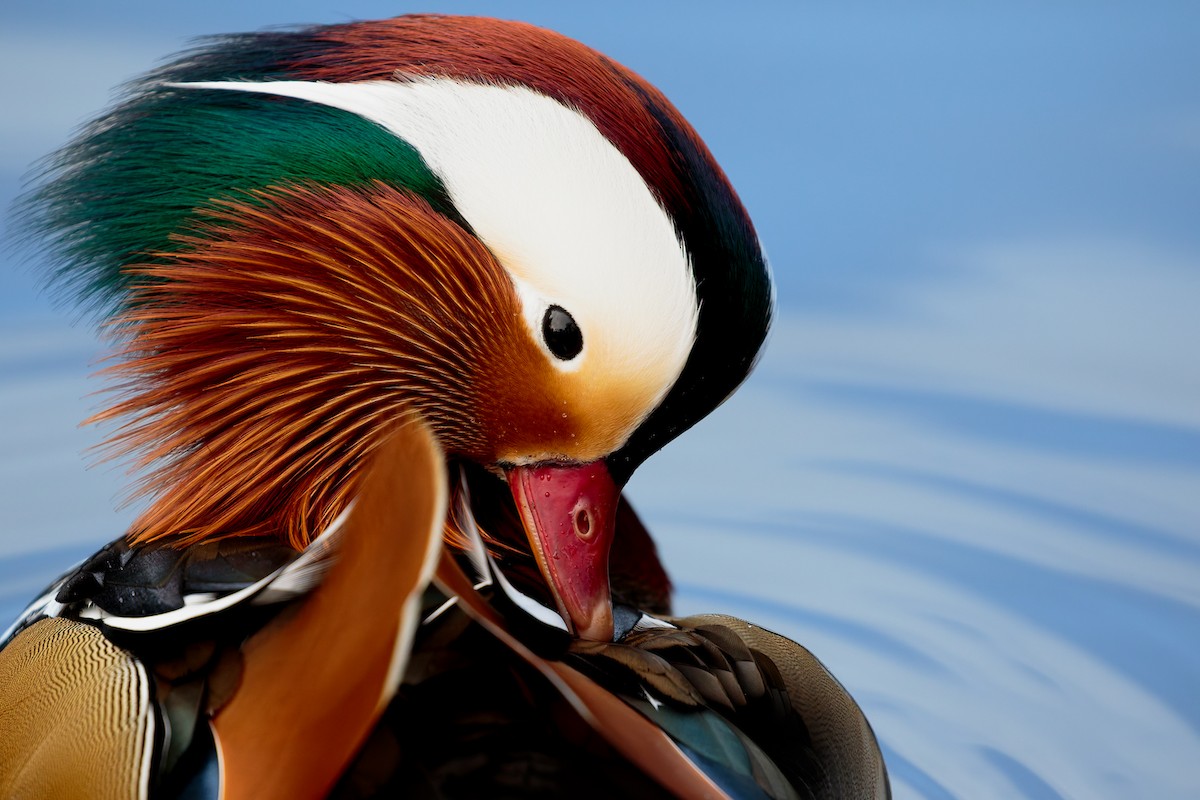 Mandarin Ördeği - ML645886032