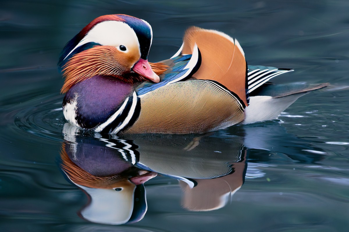 Mandarin Ördeği - ML645886033