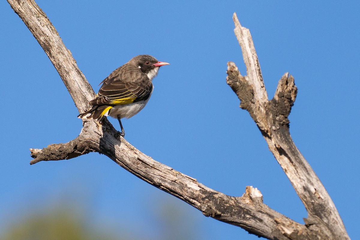 Méliphage peint - ML645886048