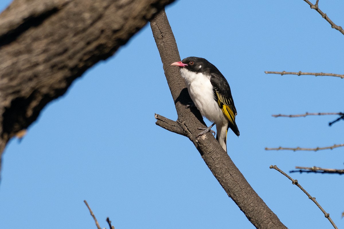 Méliphage peint - ML645886050