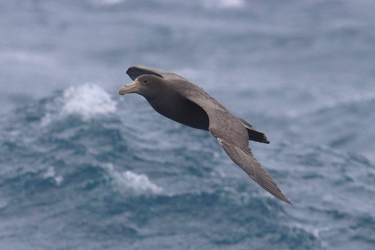 Southern Giant-Petrel - ML645886071