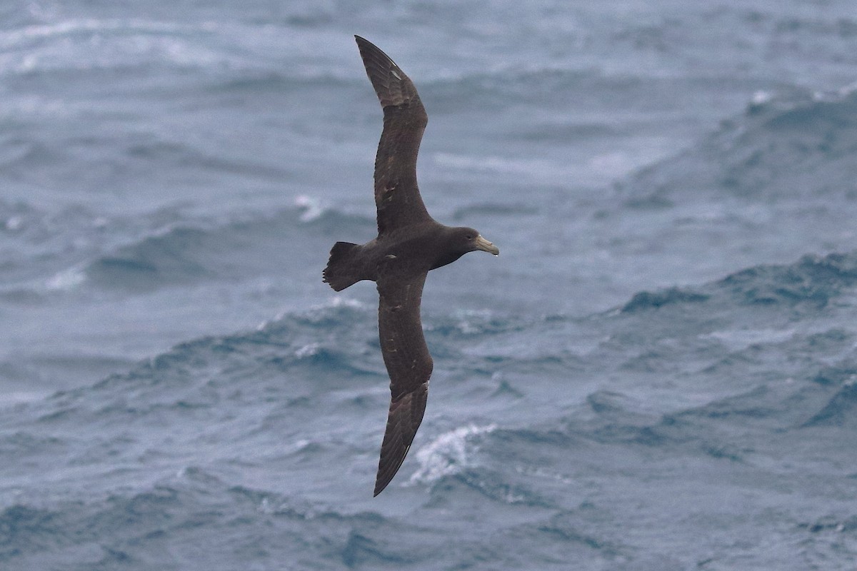 Southern Giant-Petrel - ML645886072