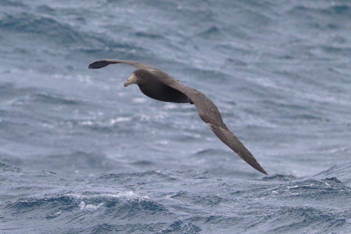 Southern Giant-Petrel - ML645886073