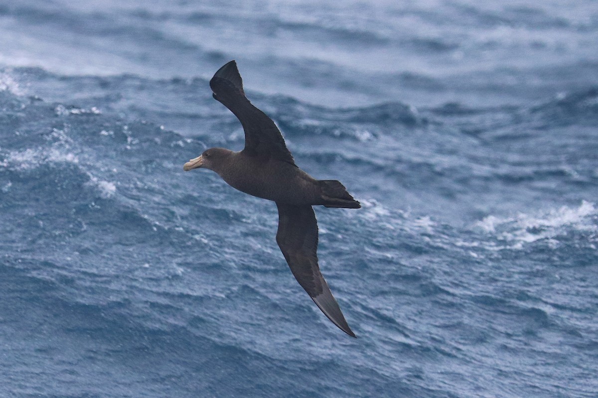 Southern Giant-Petrel - ML645886074