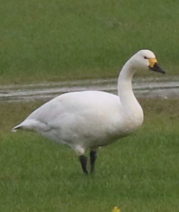 Tundra Swan (Bewick's) - ML645886087