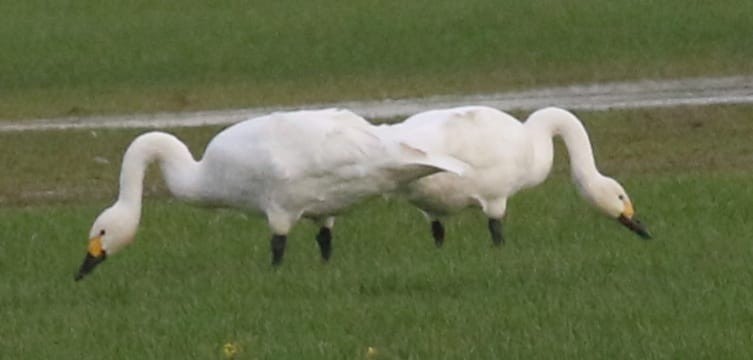 Tundra Swan (Bewick's) - ML645886088