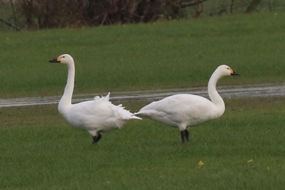 Tundra Swan (Bewick's) - ML645886089