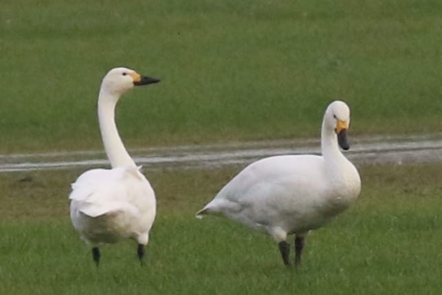Tundra Swan (Bewick's) - ML645886090