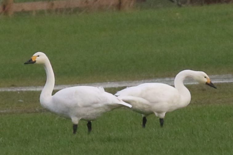 Tundra Swan (Bewick's) - ML645886091