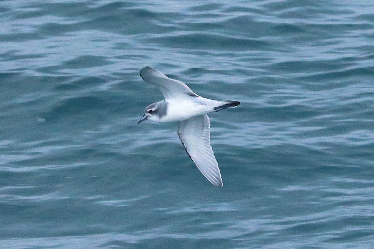 antarktishvalfugl - ML645886092