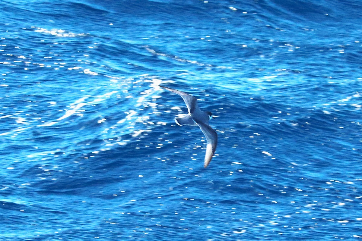 Blue Petrel - ML645886093