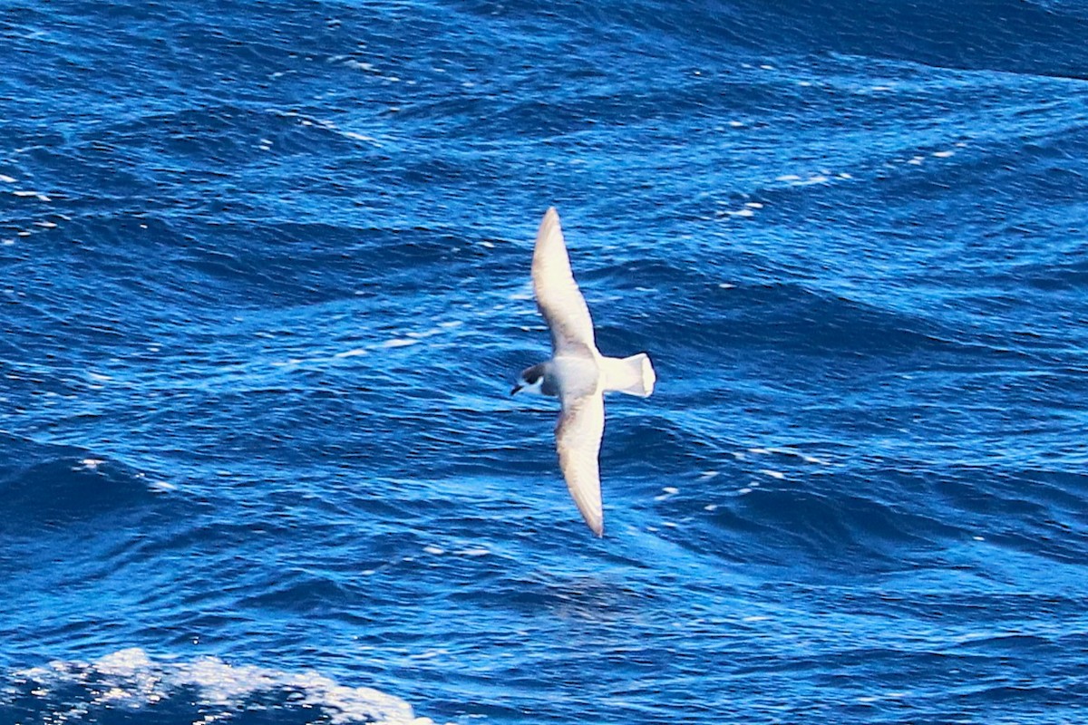 Blue Petrel - ML645886094