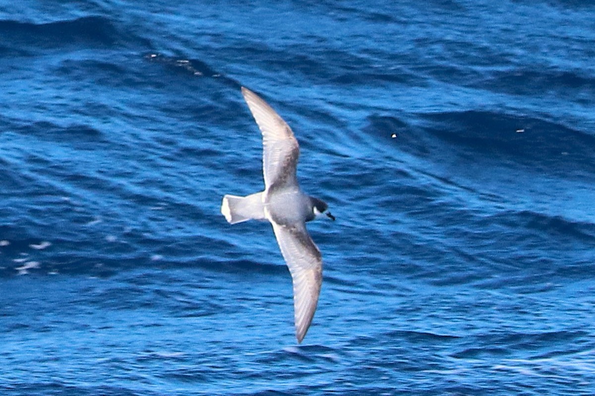 Blue Petrel - ML645886095