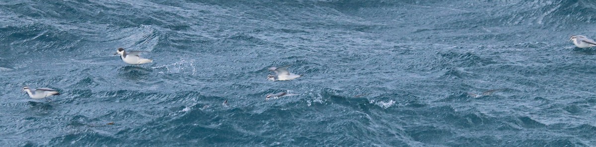 Blue Petrel - ML645886098