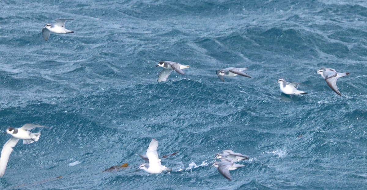 Blue Petrel - ML645886100