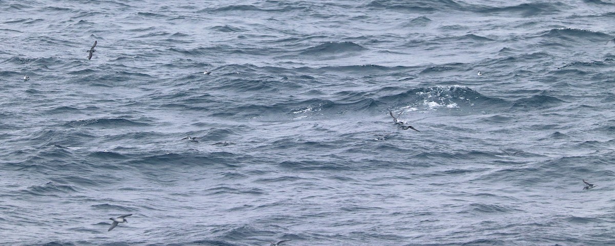 Blue Petrel - ML645886101