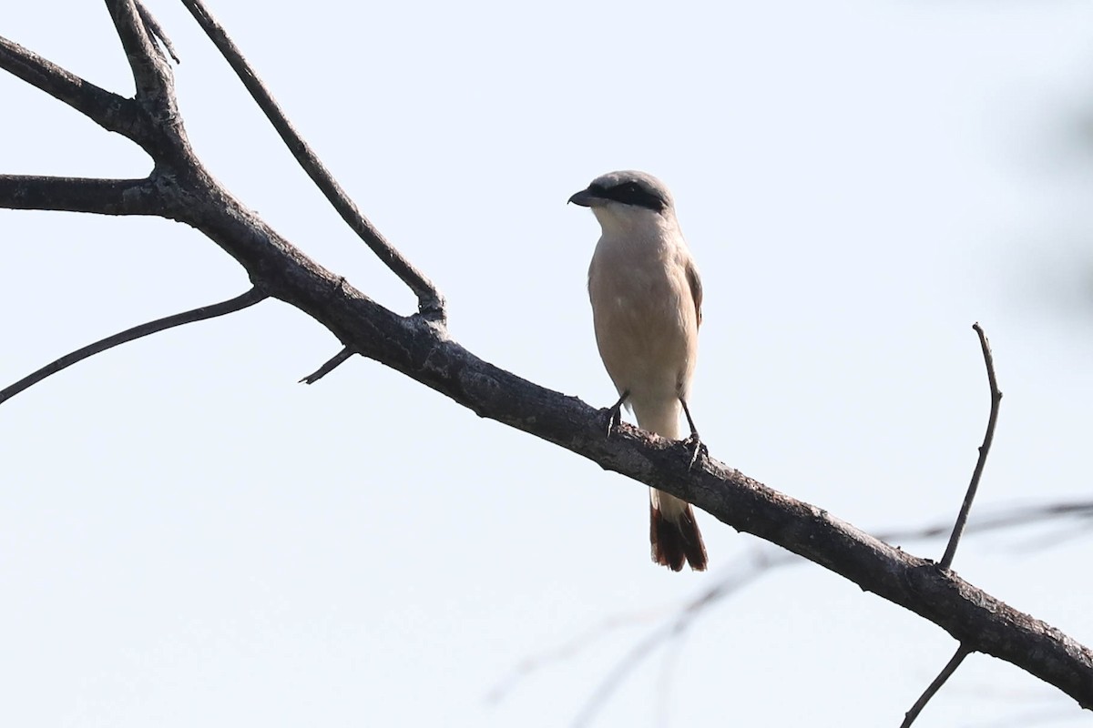 Schwarzstirnwürger - ML645886107