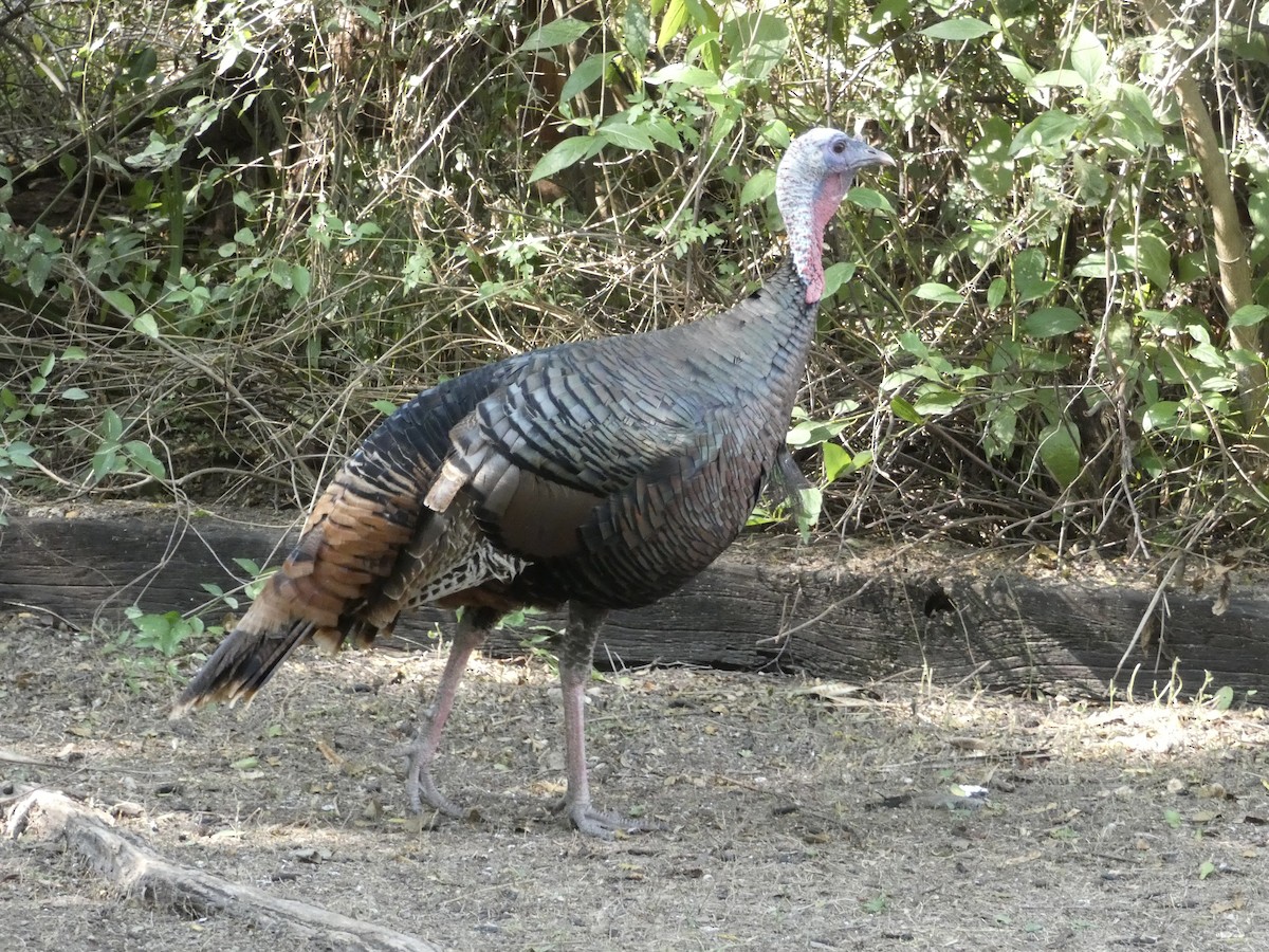 Wild Turkey - ML645886108