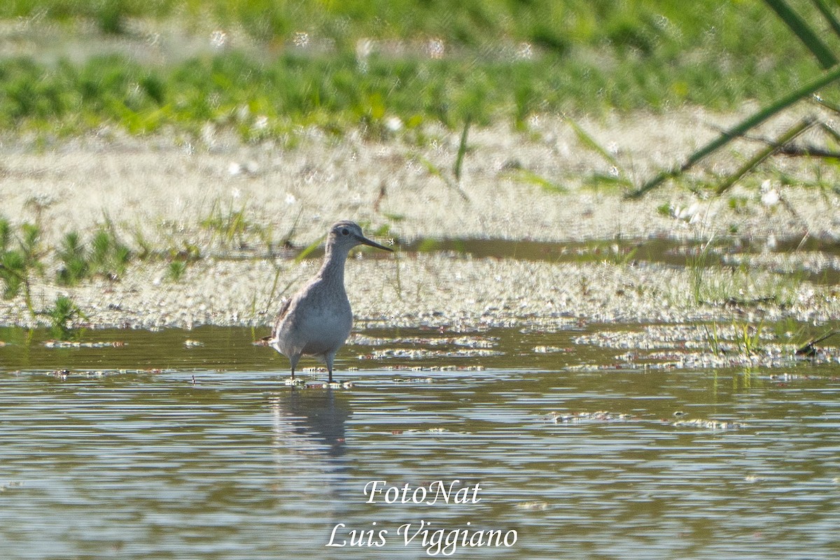Lesser Yellowlegs - ML645886112