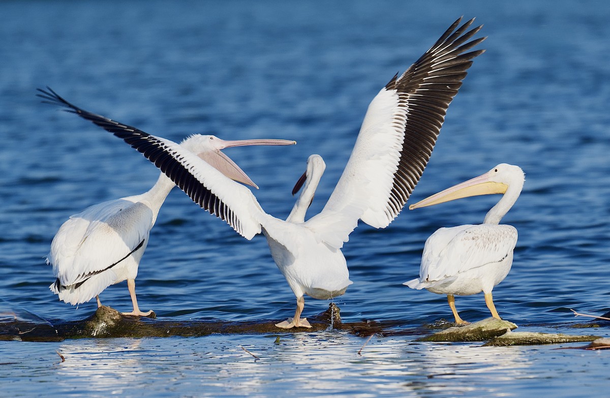 Pélican d'Amérique - ML645886118