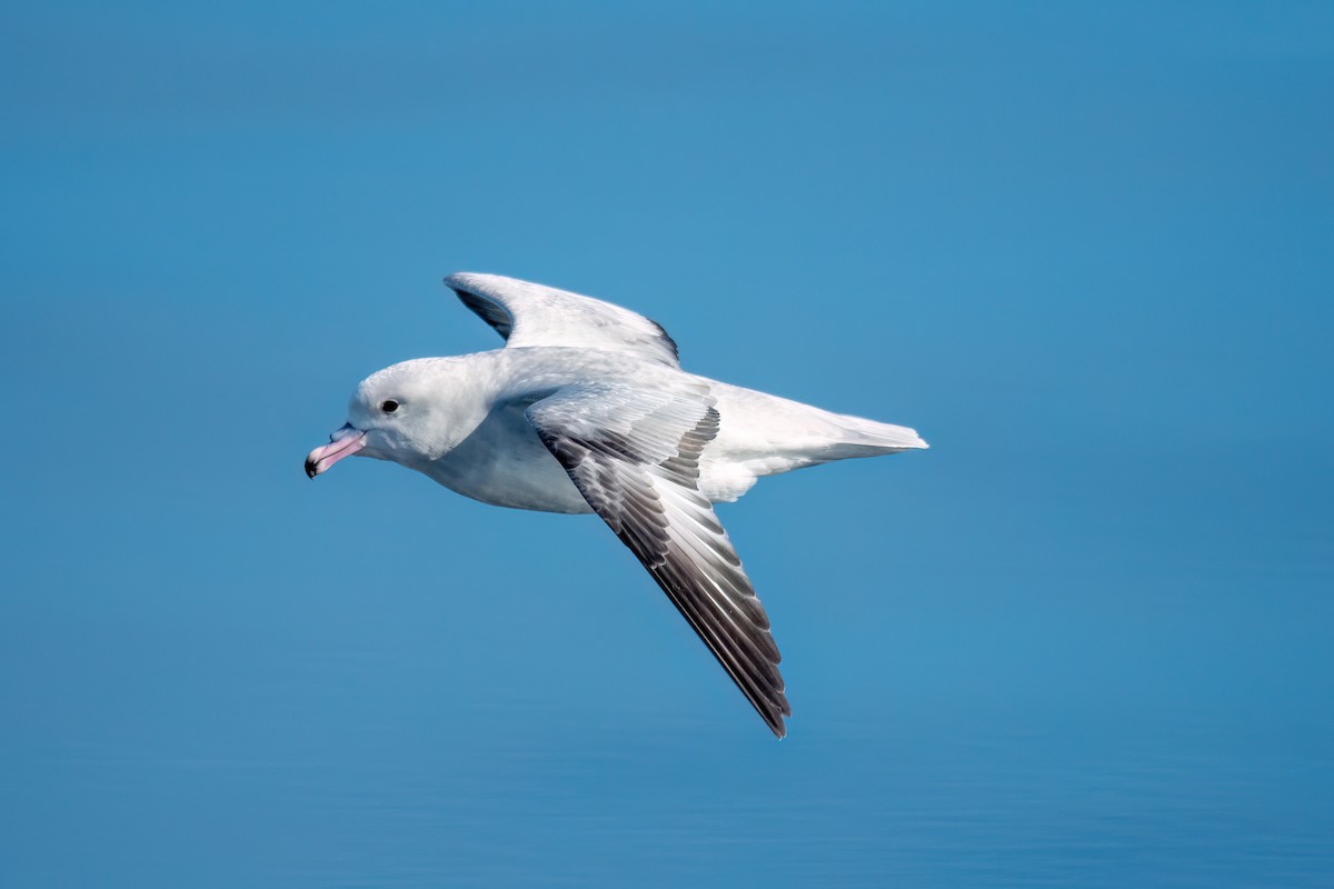 Fulmar argenté - ML645886119