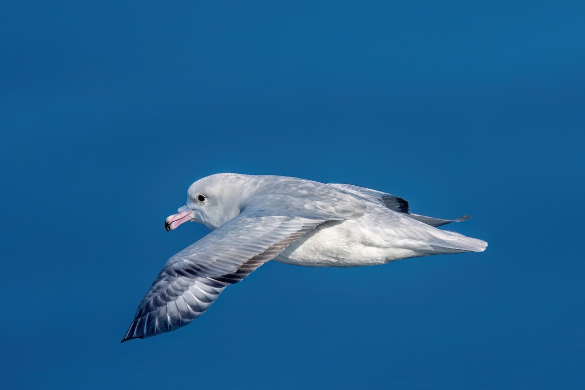 Fulmar argenté - ML645886121