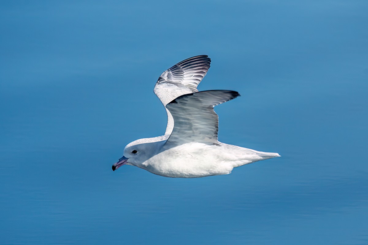Fulmar argenté - ML645886122