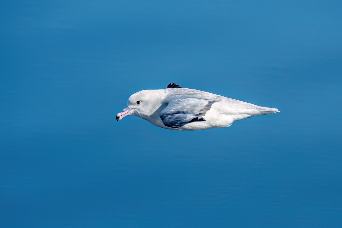 Fulmar argenté - ML645886123