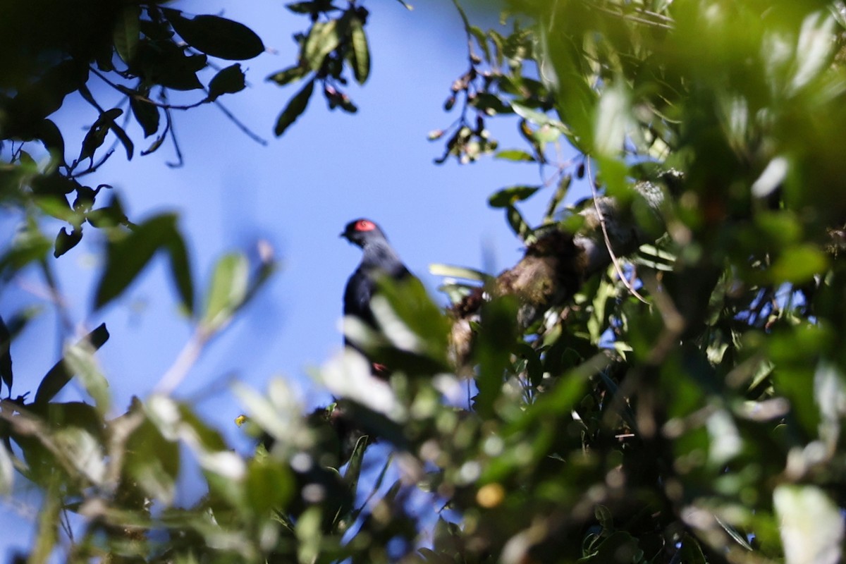 Founingo bleu - ML645886124