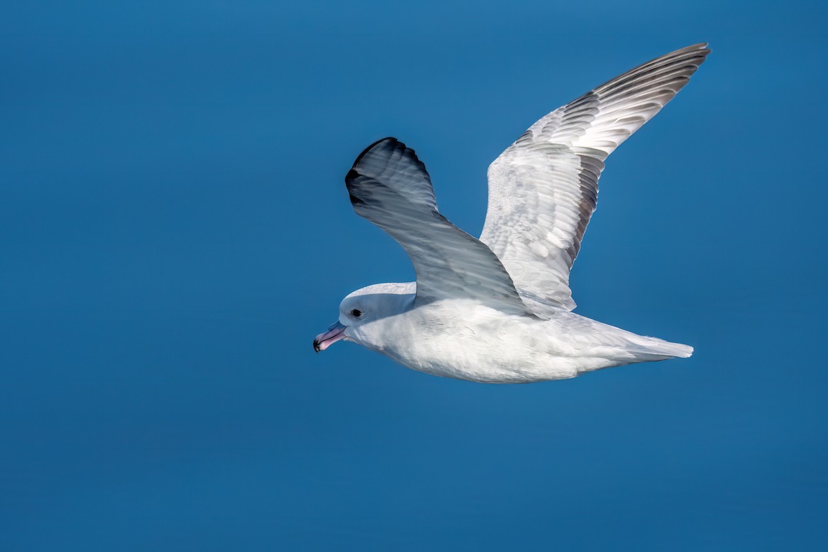 Fulmar argenté - ML645886125