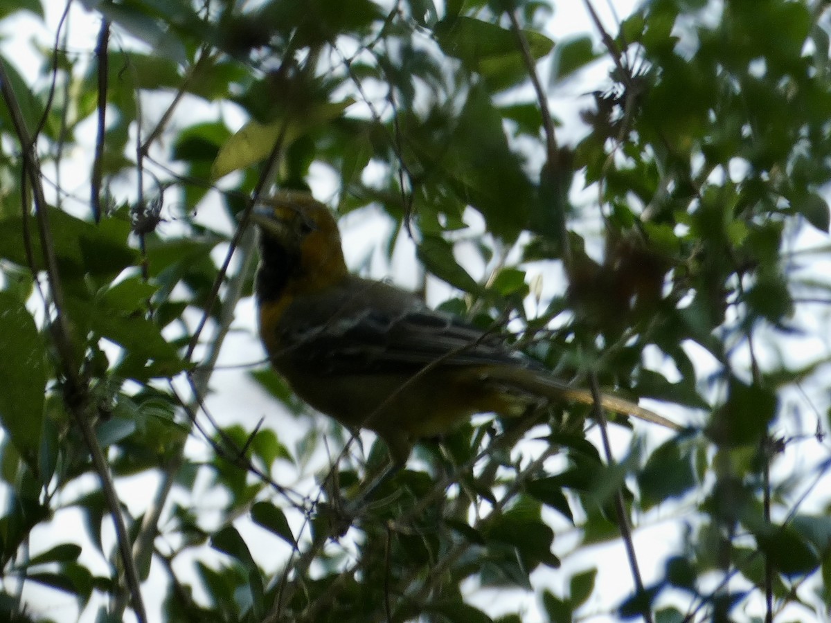 oriole sp. - ML645886128