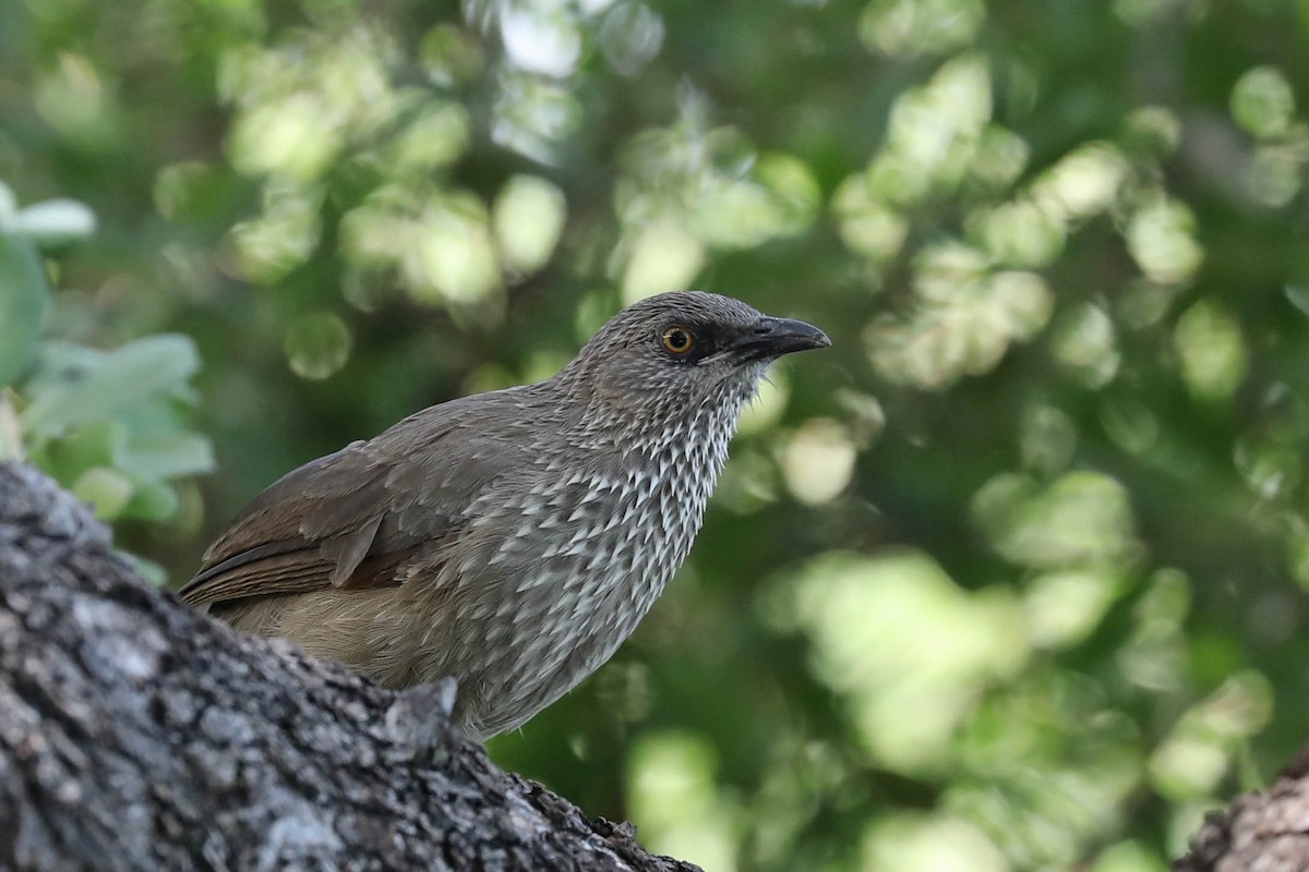 Cratérope fléché - ML645886129