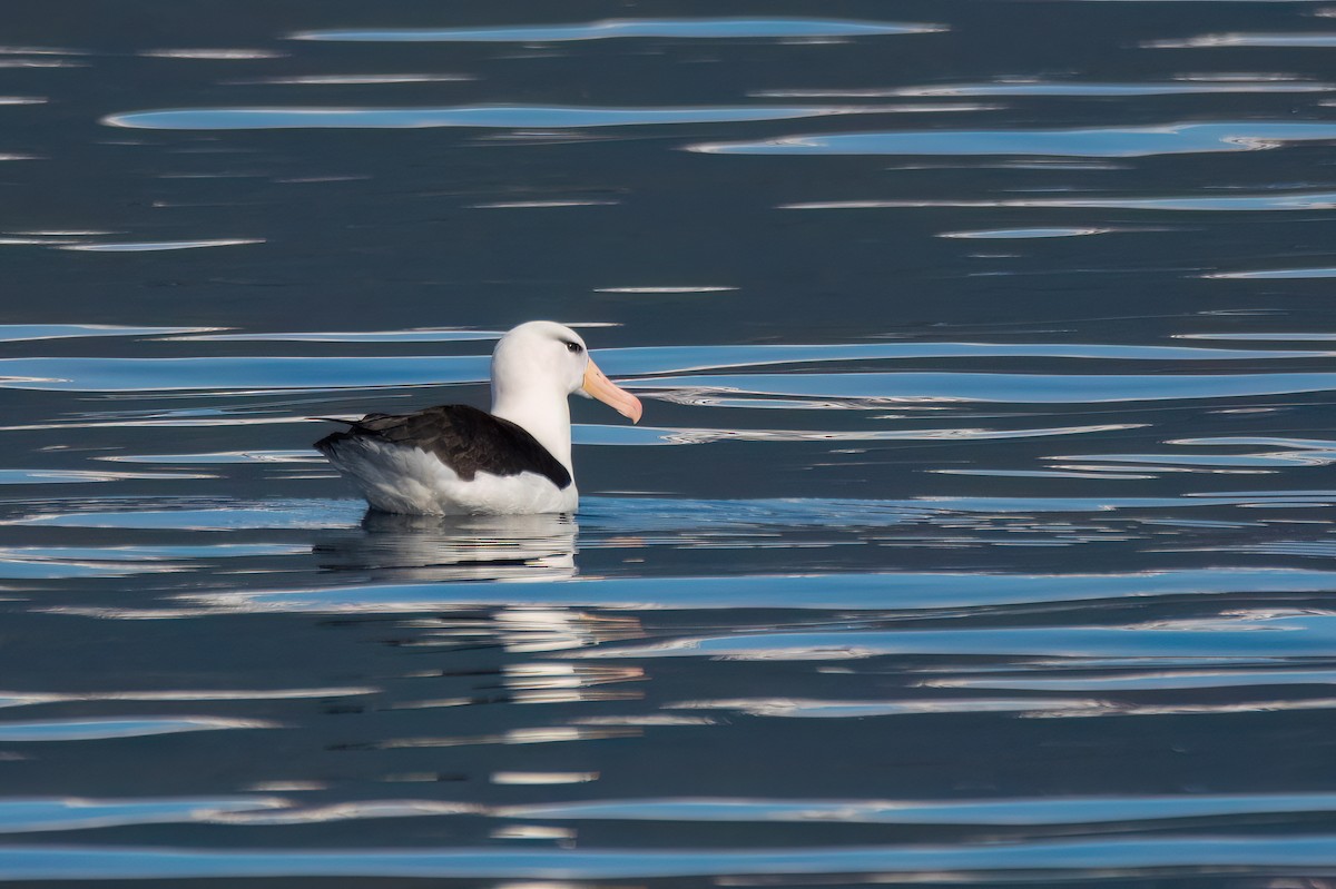 Albatros à sourcils noirs - ML645886130