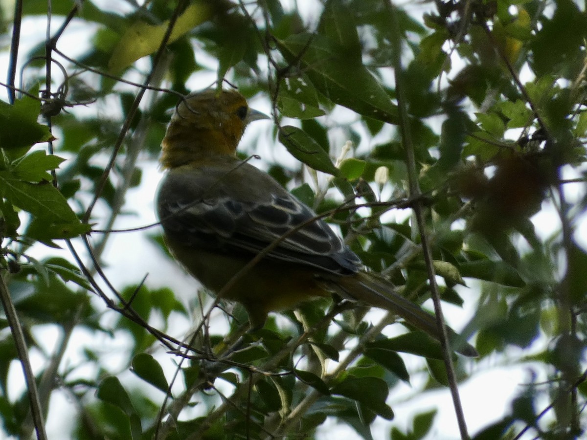 oriole sp. - ML645886136