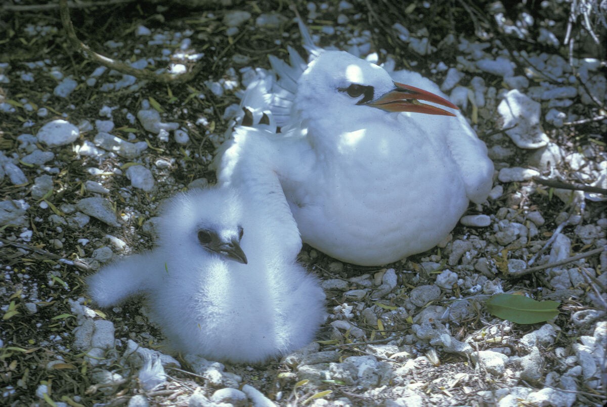 Phaéton à brins rouges - ML645886137
