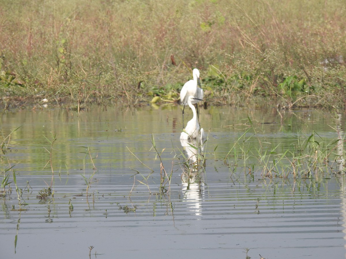 Aigrette garzette - ML645886138
