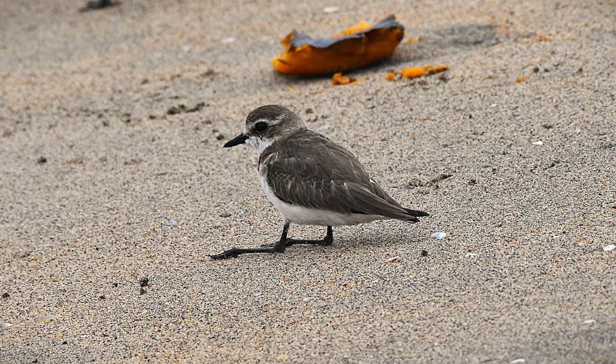 Pluvier du Tibet - ML645886139