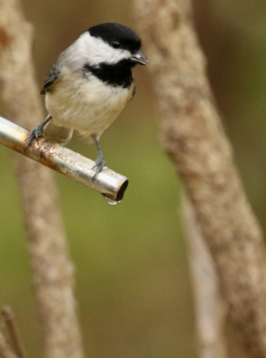Mésange de Caroline - ML645886140