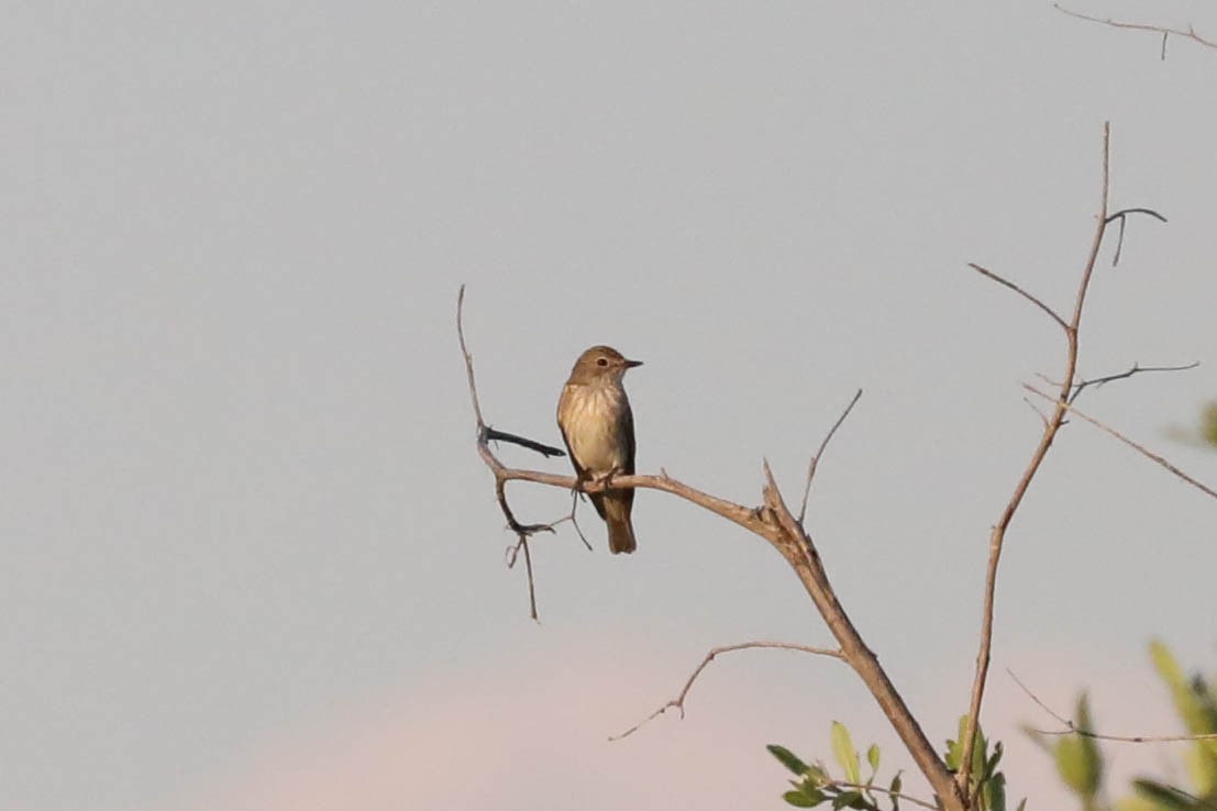 Gobemouche gris - ML645886141