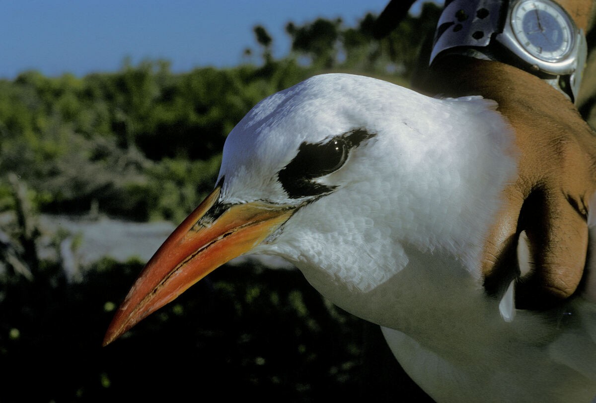 Phaéton à brins rouges - ML645886143