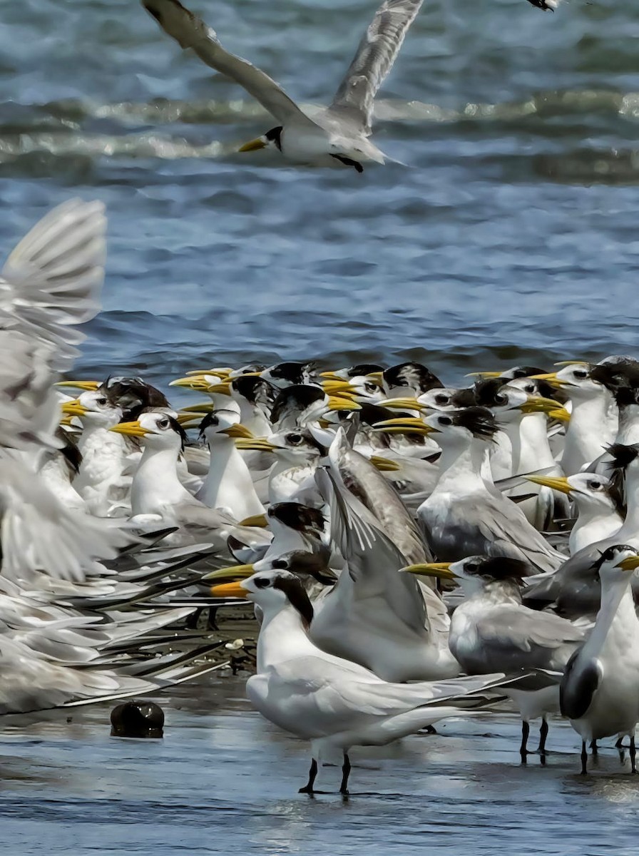 Sterne d'Orient - ML645886144