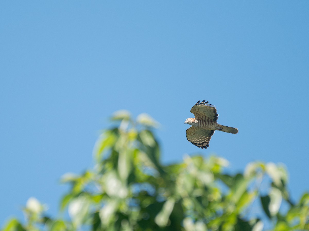 Baza de Jerdon - ML645886145