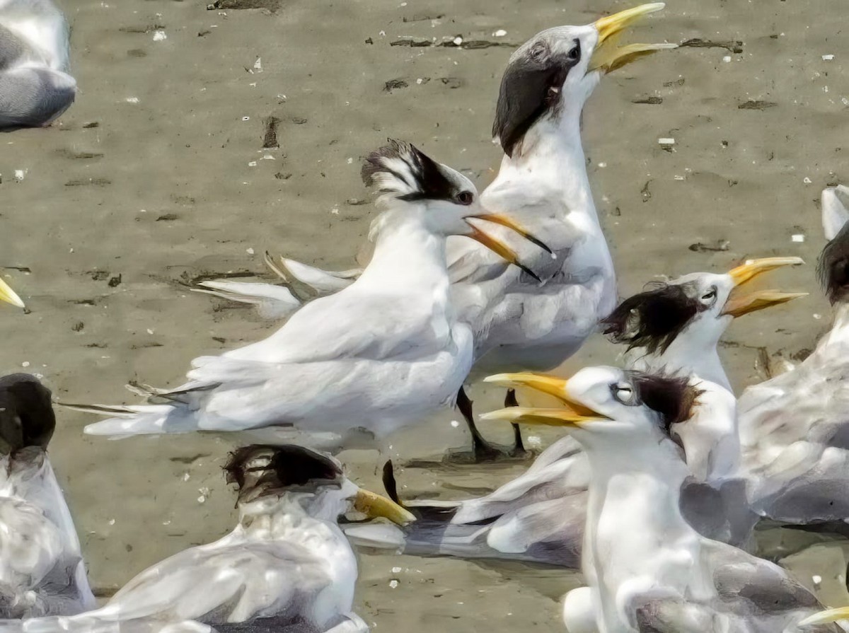 שחפית סינית - ML645886151