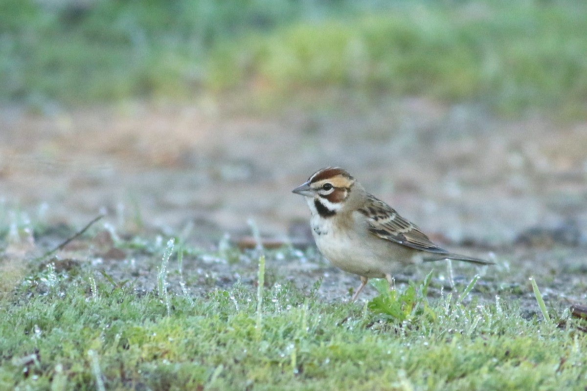 strnádka travní - ML645886159