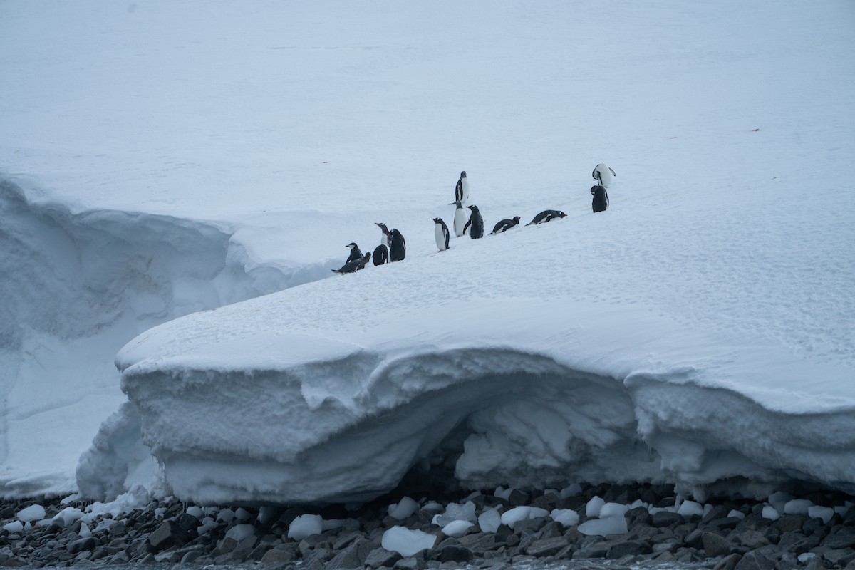 Gentoo Penguin - ML645886160