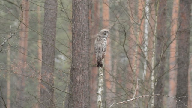 Сова бородата - ML645886168