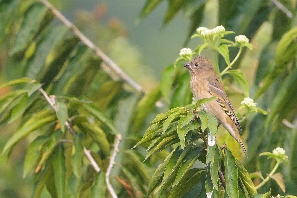 Common Rosefinch - ML645886169